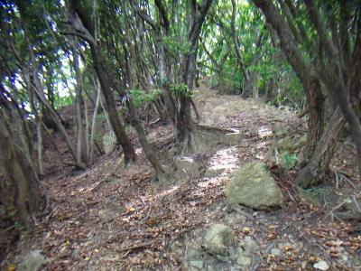 画像ではわかりにくいがかなりの急登。下る時が心配だった