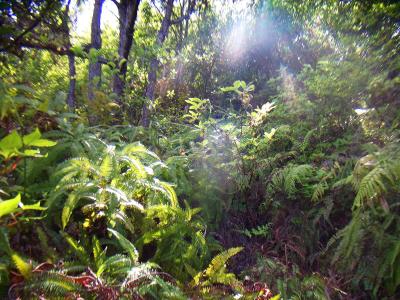誰も登っていないのか登山道が草木で覆われていて踏み跡が見えない。かき分けて歩いていく