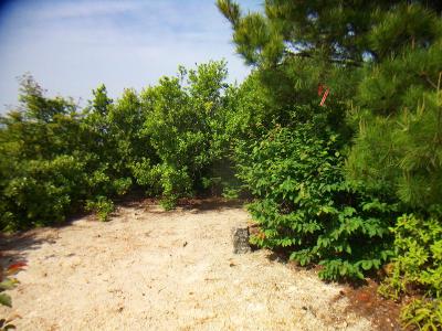 山頂は三角点だけポツんっとあるだけでプレートとか何もない