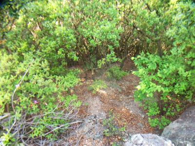 この急勾配を下る。かなり滑って転びそうになったくらいだった