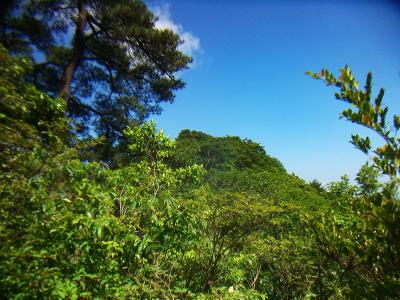 おそらくあれが長峰山のピークだろう