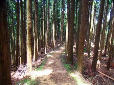 なだらかで気持ちのいい尾根道が続く