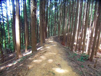 なだからな尾根道だけどポンポン山までの道のりは結構長く感じる