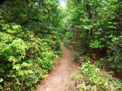 イイ感じの尾根道。歩いていて気持ちが良いけど、登っているという感じがしない