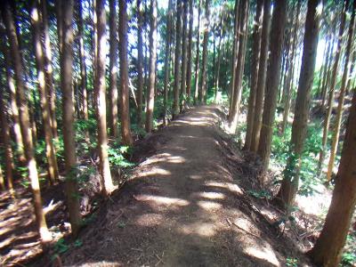 気持ちの良い尾根道を歩いていく