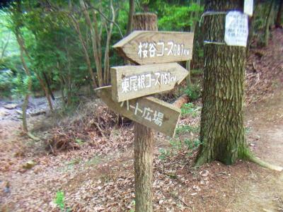 さっきピークハントしたポイント地点よりハート広場へ向かうとこのような分岐がある。ここから桜谷コースをとって下山する