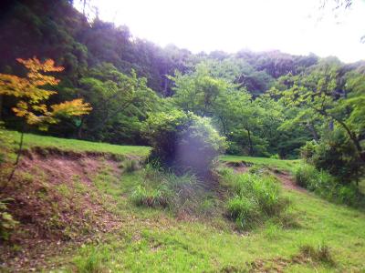 ここが桜広場っぽい