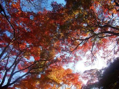 この時期はすっかり紅葉の時期になっていたけど山の上なのに少し遅い感じもした