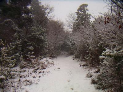 数センチの積雪だけどさっきより雪の量が増えてる。こっち側のほうが降ってるのね