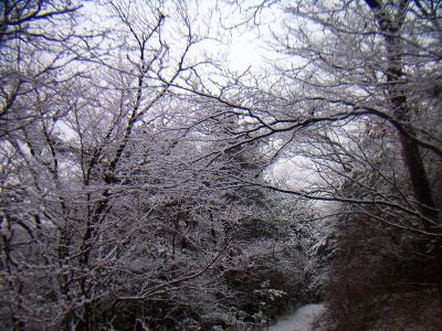 しっかり霧氷はあったけど青空じゃないからなあ。まあこれを見れただけでもいいかな