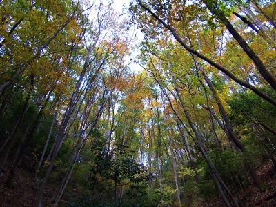 谷沿いの道が続く。少し上を見ると葉も色づいてきていた