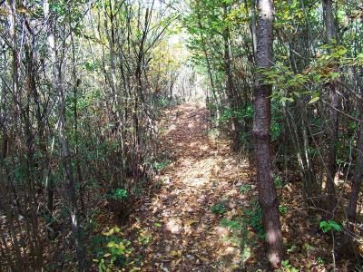 どうやら尾根道ぽい。地図で確認すると大体の位置は掴めた