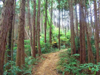 最初はこういった登山道が続く