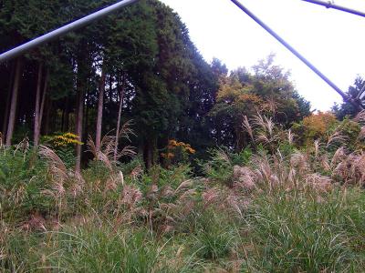 ここは二つ目の鉄塔。ここまでくるとあともう少しでダイヤモンドトレールの分岐なはず