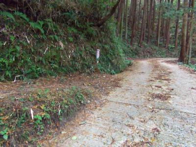 舗装道まで下りてきた。短い山行だったけどお疲れ様でした
