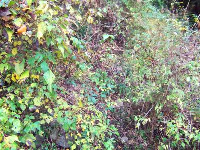 橋の右に入ったところで少し迷った。前を見ても道らしきものがない。そこで周りを見てみる