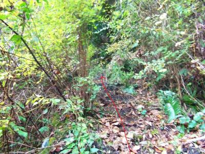 左側を見てみると階段のように登っていける道がかすかに見えた。ここを登っていく