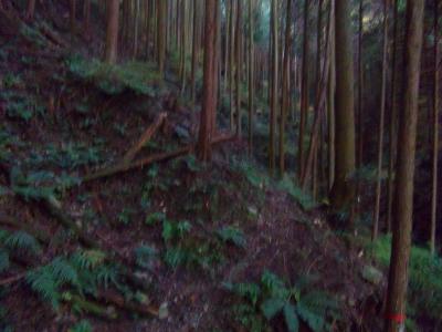 この付近は踏み跡とテープがあったので、とりあえずそれに従って登っていく