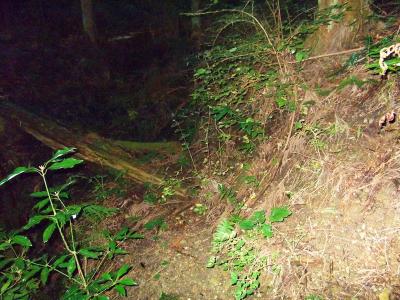 ここに橋らしきものがあったけど、すぐ折れちゃいそうなので渡らず、橋の下に降りて登る