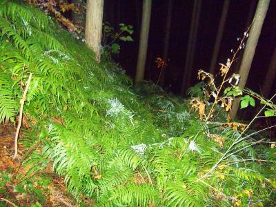 シダ系の植物に覆われていて踏み跡がわかりにくい。かきわけて山頂の方向へ向かって進んでいく