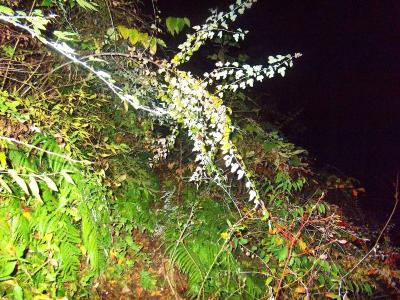 かろうじて踏み跡らしきものがあるが枝が邪魔だったりする道をほぼ無理矢理に進んでいく