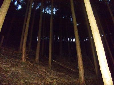 尾根らしきものが見えてきた。この付近までくると踏み跡がわかる