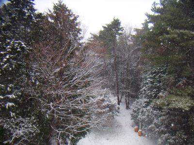 木に雪が積もって霧氷のようになっていた。もう少し積もってくれるとそれなりに絵になったんだろうけどね