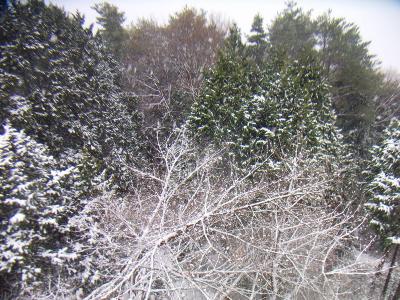この木が一番白くなっていたのでズームで撮影しておいた。大阪でこういう雪景色が見れるのは珍しい