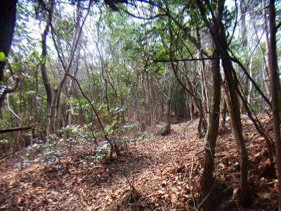 道か何かわからないような雑木林の中を歩いていく