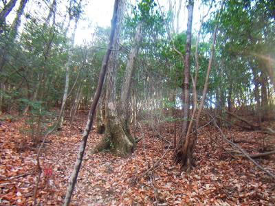 雨森山の尾根が見えてきた。踏み跡はあるので従って尾根に向かって登っていく
