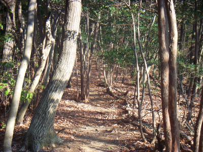 このまま尾根道を登っていく