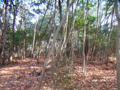 登りきるとピークっぽいところがあるけど、雨森山の山頂はさらにその向こう側のピーク