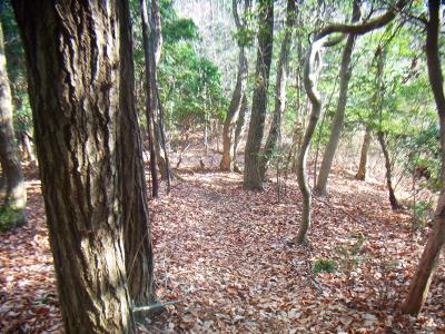 さっきのピークから一旦、少し下っていく。登り返しがしんどいレベルというわけでもない軽い下り