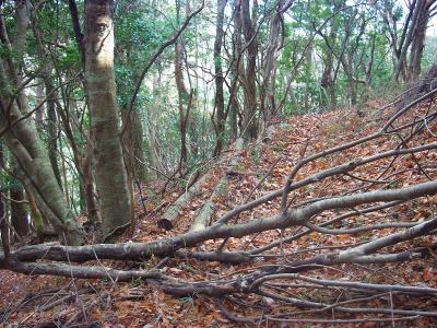 登山道はかなり荒れ気味。踏み跡はあるけど倒木とかは誰も管理してないのでほったらかし状態なんだろう
