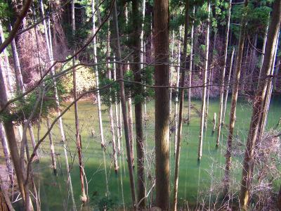 堰堤のためなのか小さなダムみたいになっていて杉の木が浸水している