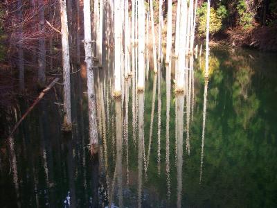 ここは神秘な感じがした。小さな池みたいな感じなんだけどね