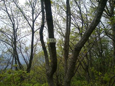 木に277.6mと記載された山頂プレートがあった。ずいぶん古そうだけどプレートはこれだけだった