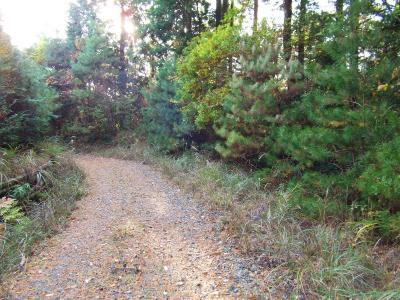 地獄峠までは真っすぐだったけど、高ヶ尾山の方向だと思って左に行ってしまった。これが間違いだった