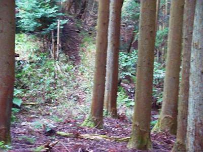 すでに踏み跡らしきものもなくなってしまった。画像には写ってないが、上に尾根らしきものが見えたので無理矢理登っていく