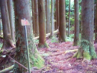 尾根付近にでると関電道「火の用心」のプレートがあった