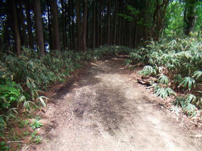 マウンテンバイクのタイヤ跡がある道を歩いていく。この付近はよく走ってるのかな！？