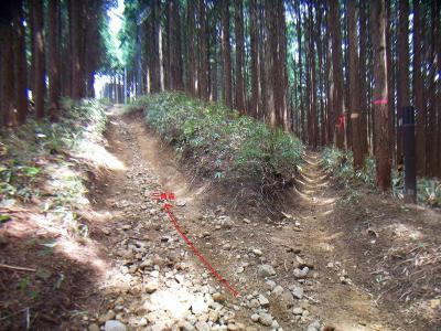 ここで分岐。この左側のピークに和泉葛城山の一等三角点がある