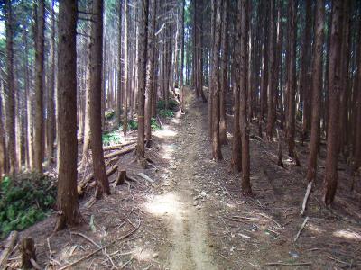 ずっと尾根道だが、しばらくこのようななだらかな道が続く