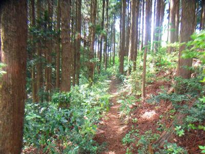 踏み跡をひたすら進んでいく