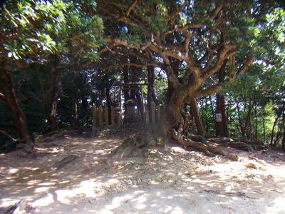 この鳥居と祠みたいなところが雨山の山頂かな！？何か祀られているのだろう