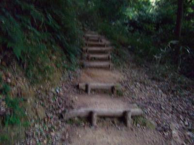 しばらく整備された登山道を歩いていく。樹林帯の中は薄暗くなってきた