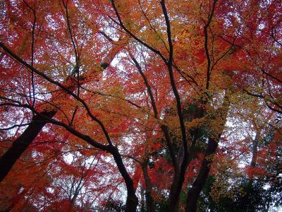 見上げると一面真っ赤になってるが、下のほうは黄色くなっているのもある