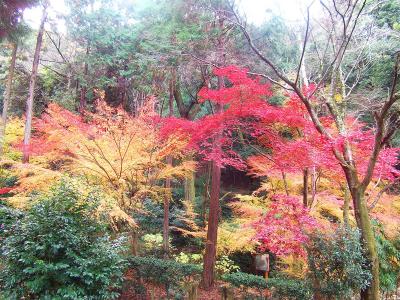素晴らしい紅葉景色。これだけの紅葉で人がいないのもグッドだ