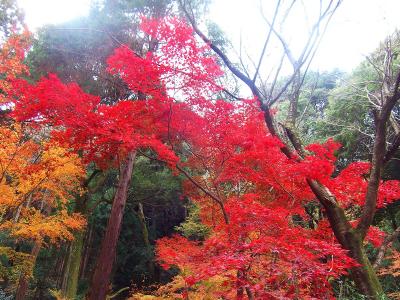 真っ赤になった紅葉をズーム撮影してみたけどコンデジだとこんなもんかな