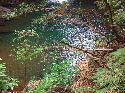 この沢の水はめちゃくちゃとは言えないけど結構綺麗だと思う